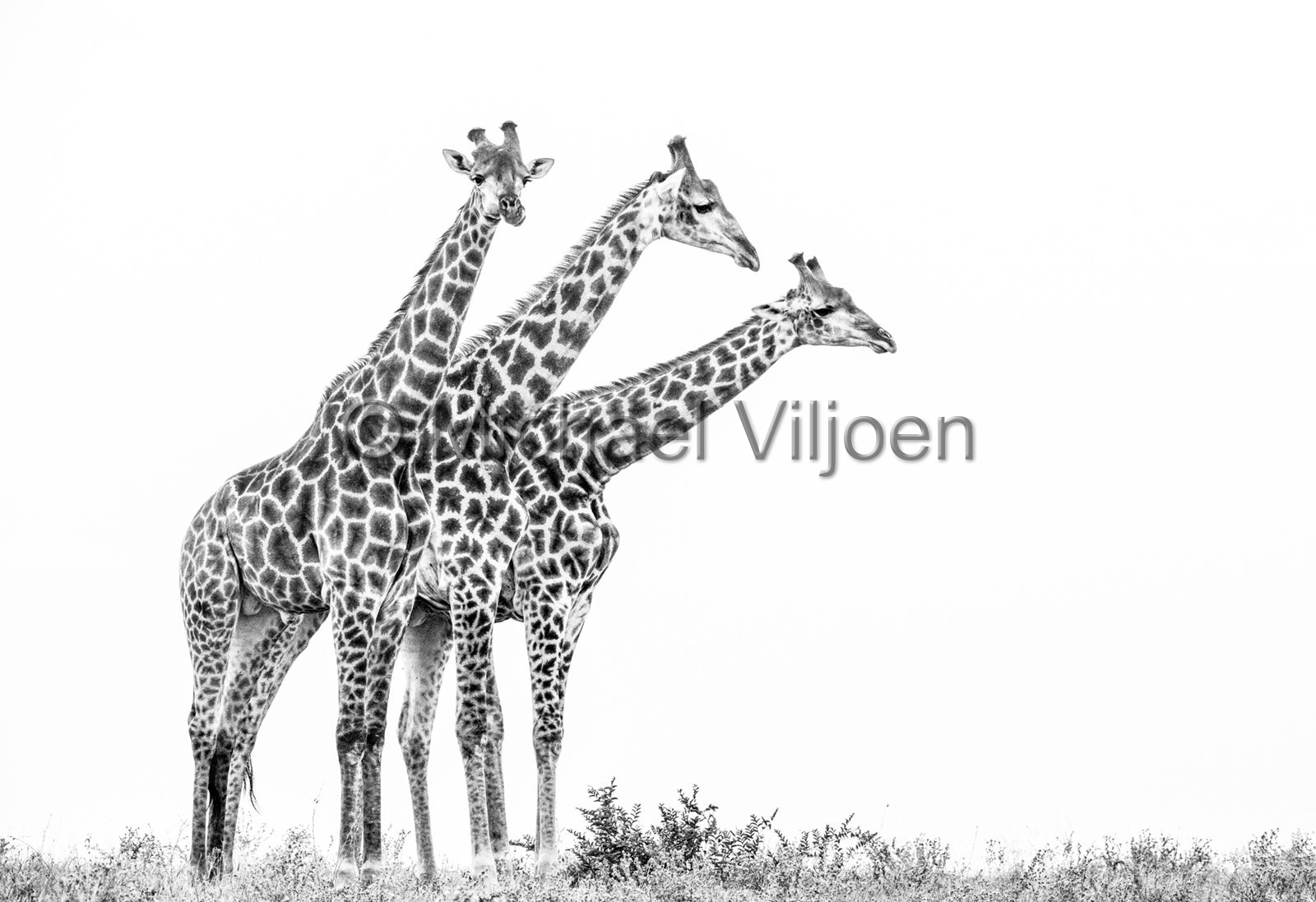 Black and White Photography